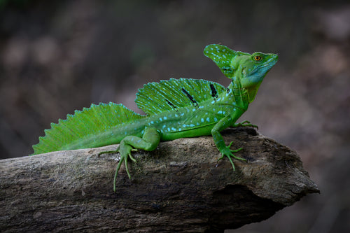Basilisk image 0
