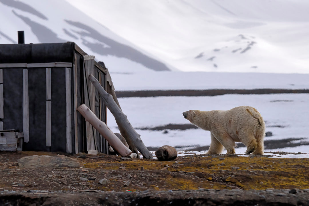 Curious Bear image 0