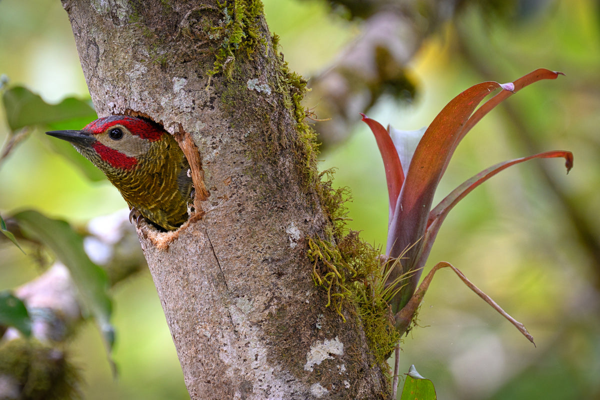 Flora or Fauna