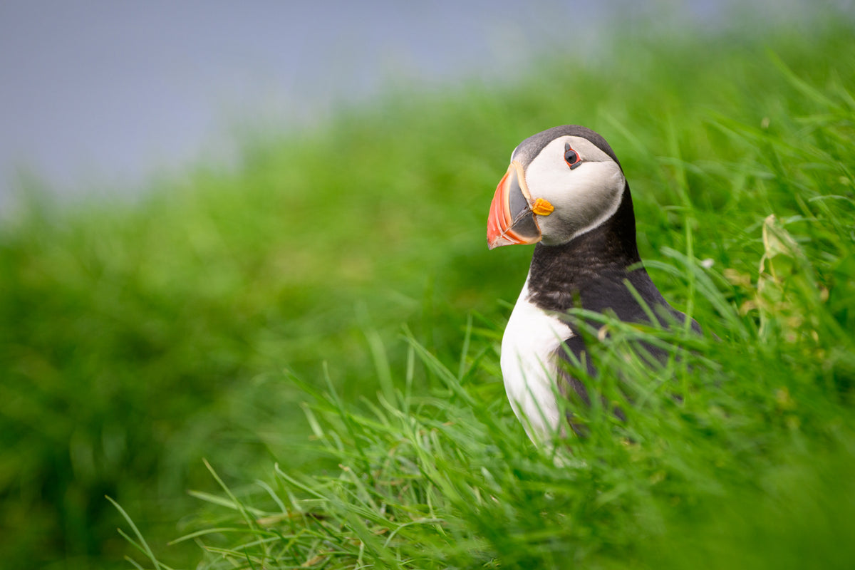 Sea Parrot